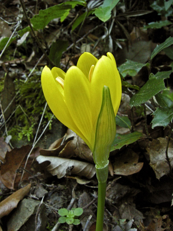 Sternbergia lutea / Zafferanastro giallo